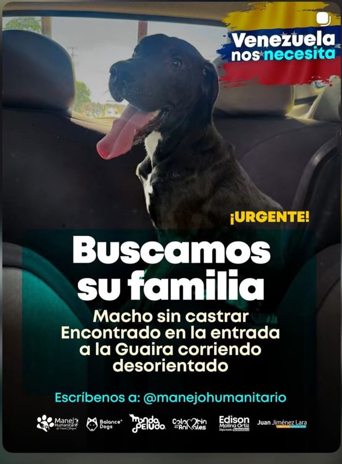 Perro encontrado