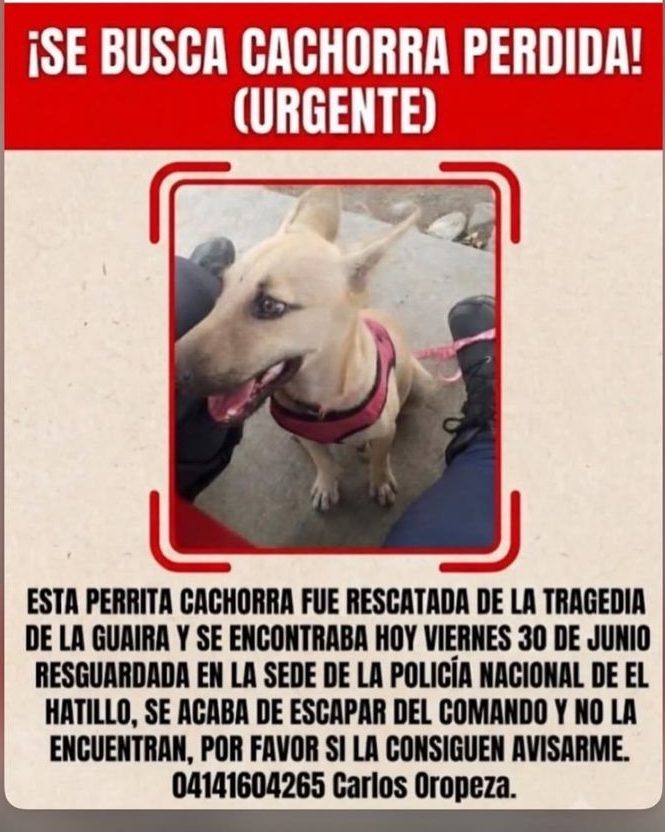 Perro perdido