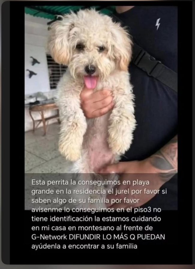 Perro encontrado