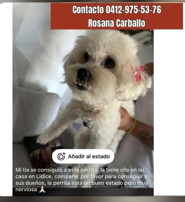 Perro encontrado