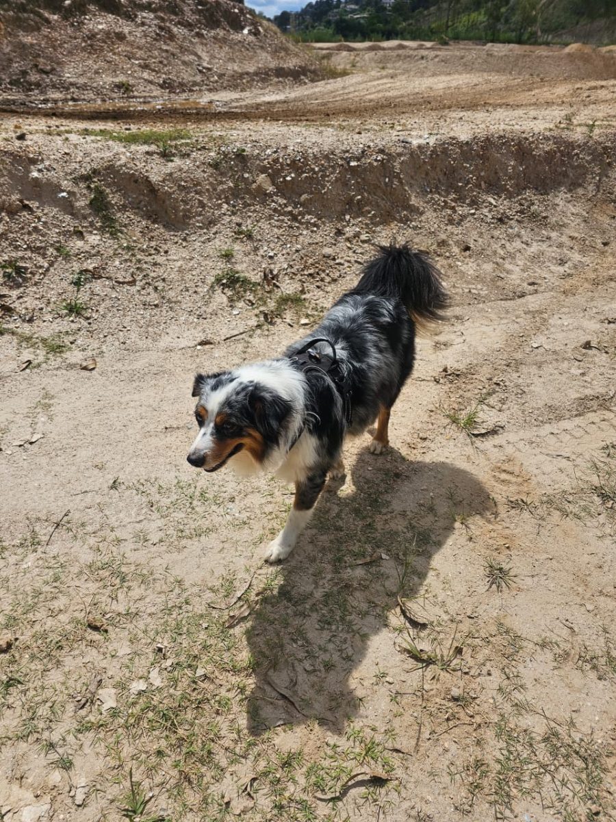 Luna — foto 2